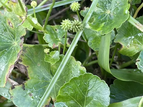 Marsh pennywort