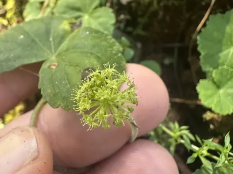 Mexican pennywort