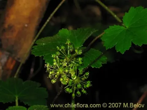 Hydrocotyle poeppigii