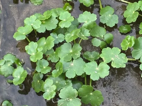 Щитолисник жовтецевий