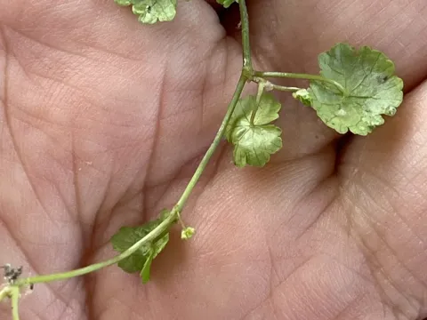 Hydrocotyle sibthorpioides