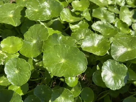 Pennywort