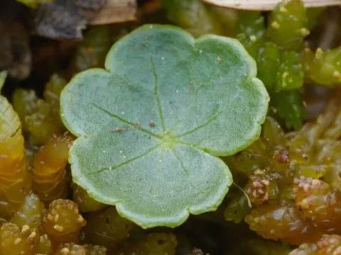 Marsh pennywort