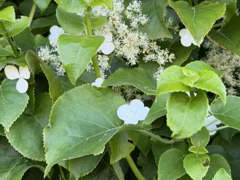 Гортензия черешковая