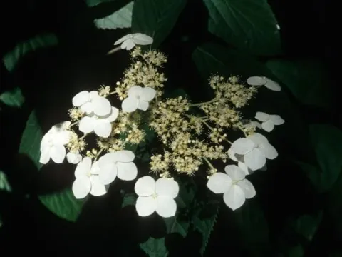 Himalayan hydrangea