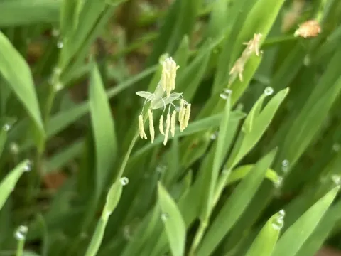 Hydrochloa caroliniensis