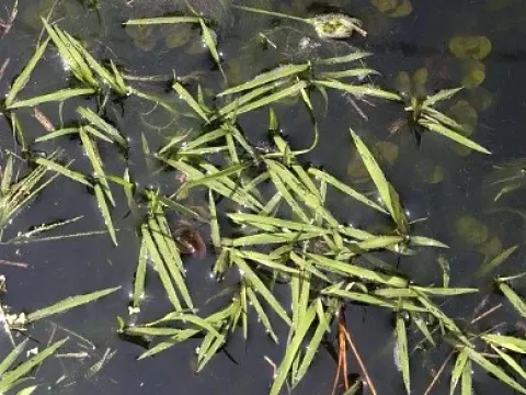 Hydrochloa