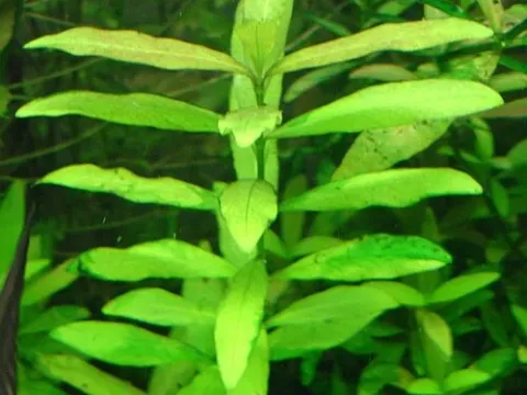 Hygrophila micrantha