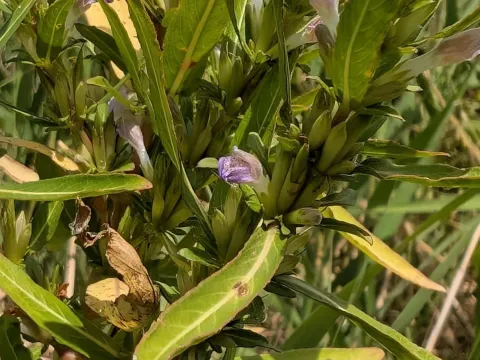Hygrophila ringens