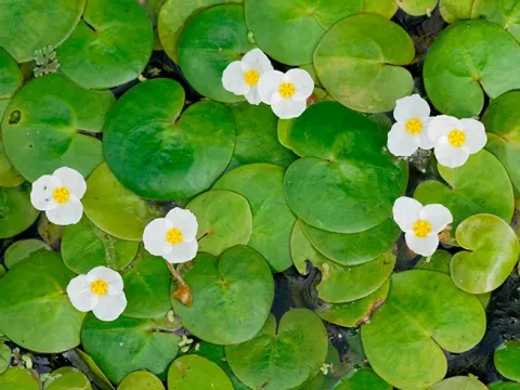 Водокрас звичайний