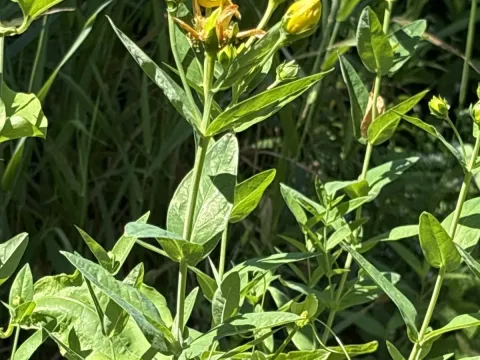 Great St. John's wort