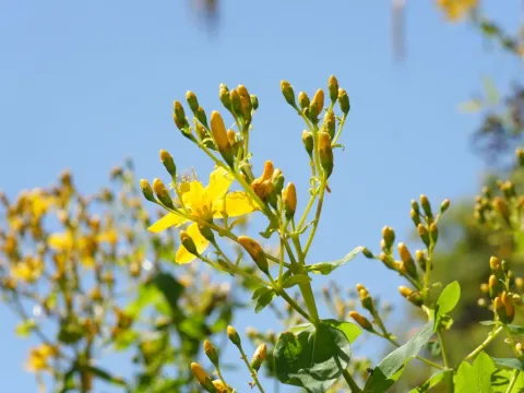 Звіробій канарський