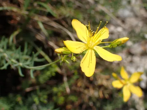 Coris-leaved St. John's wort