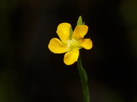 Звіробій Драммонда