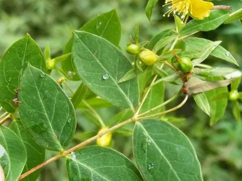 Dyer's St. John's-wort