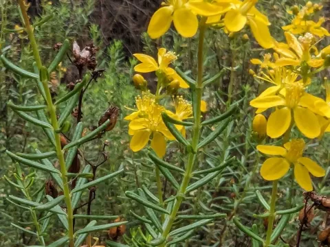 Звіробій водяниколистний