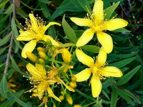 Canary Islands St. John's wort