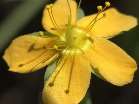 Hypericum gramineum