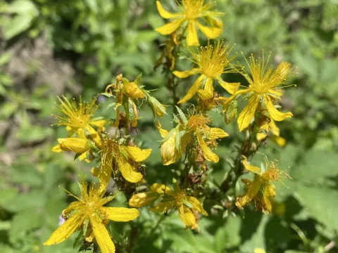 Montbre's St. John's wort