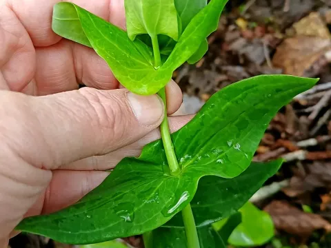 Perfoliate St. John's-wort