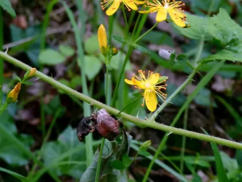 Beautiful St. John's wort