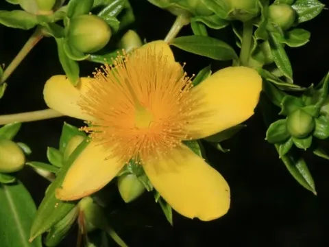 St. John's wort (Spathulate)
