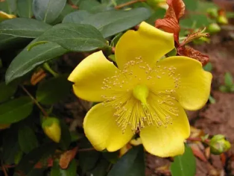 Starry St. John's wort