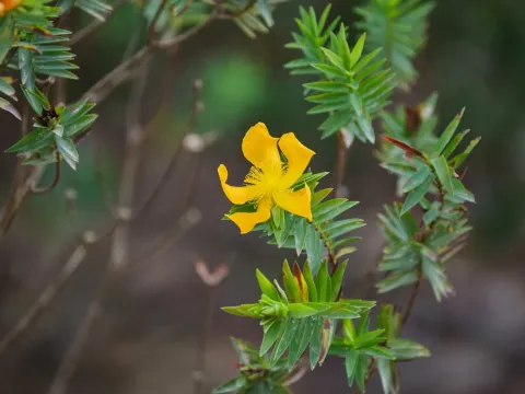 Styphelia-leaved St. John's wort