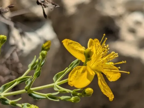 Triquetrous St. John's-wort