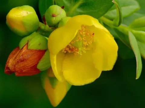 Ural St. John's wort