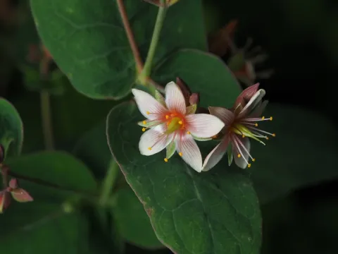 Marsh St. John's wort