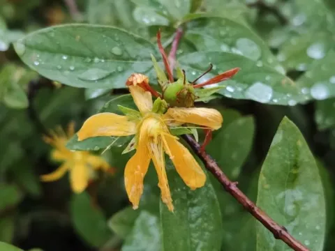 Honeysuckle-leaved St. John's wort