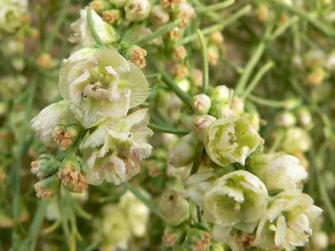 Hymenoclea