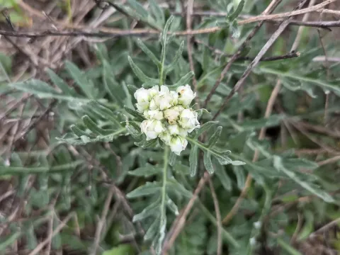 Hymenopappus
