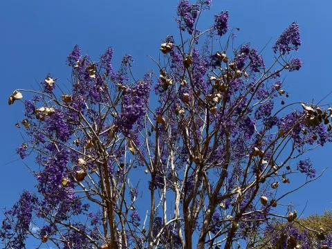Brazilian jacaranda