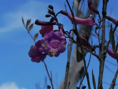 Jacaranda oxyphylla