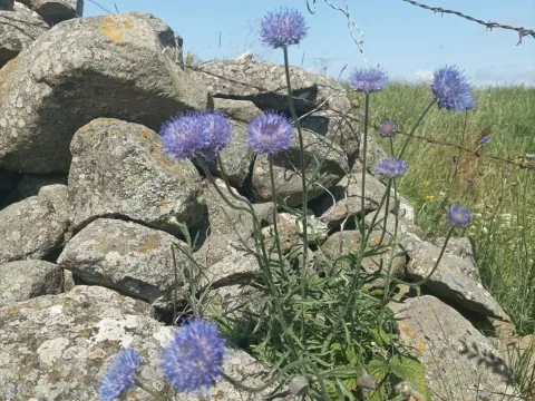 Sheep's-bit