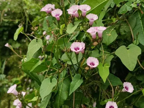 Largeleaf morning glory