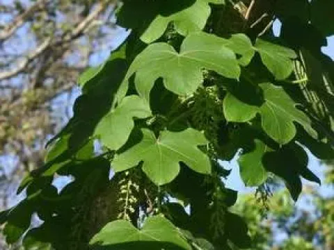 Jateorhiza