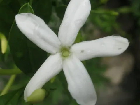 Angular jasmine