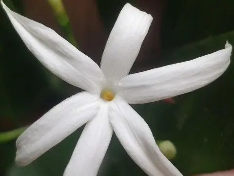 Jasmine azoricum