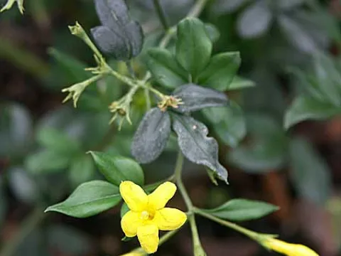 Jasminum floridum