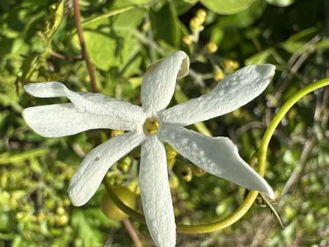 Jasminum fluminense
