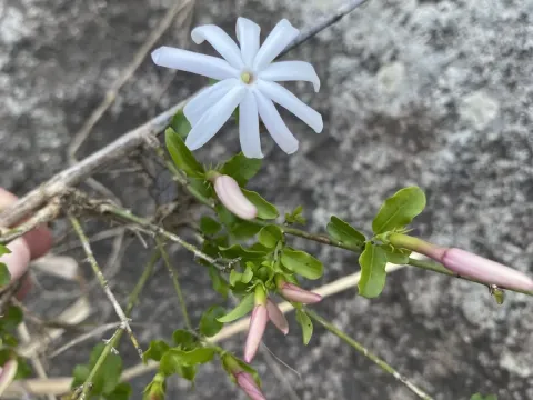 Starry wild jasmine