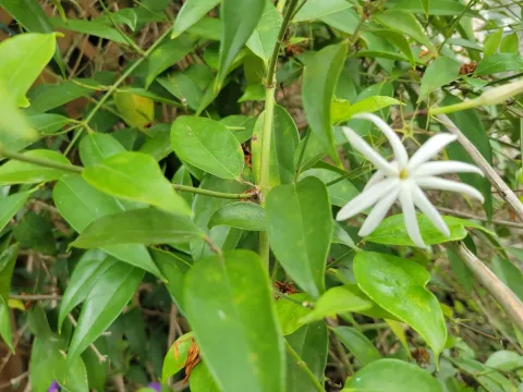 Shining Jasmine