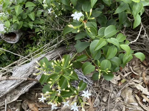 Stiff jasmine