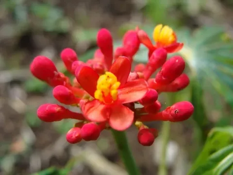Coral plant