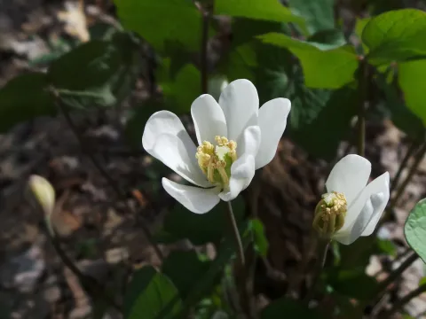 Jeffersonia