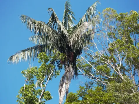 Oenocarpus