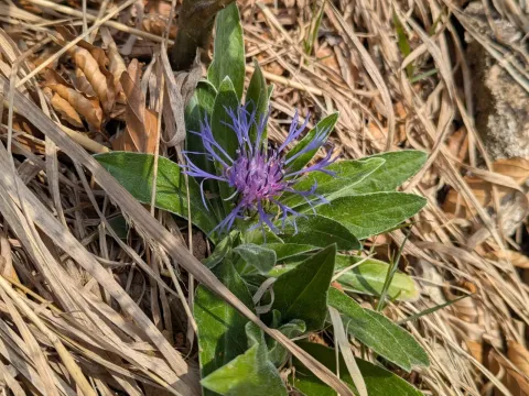 Mountain cornflower